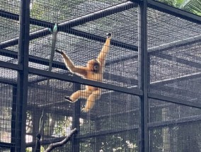 香港动物园2天内死亡的9只猴子感染了类鼻疽